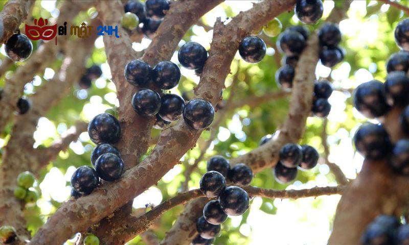 Plinia Cauliflora (Nho thân gỗ)