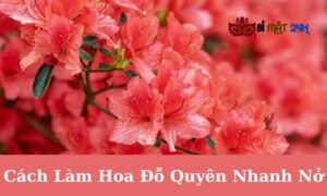 Cách Làm Hoa Đỗ Quyên Nhanh Nở