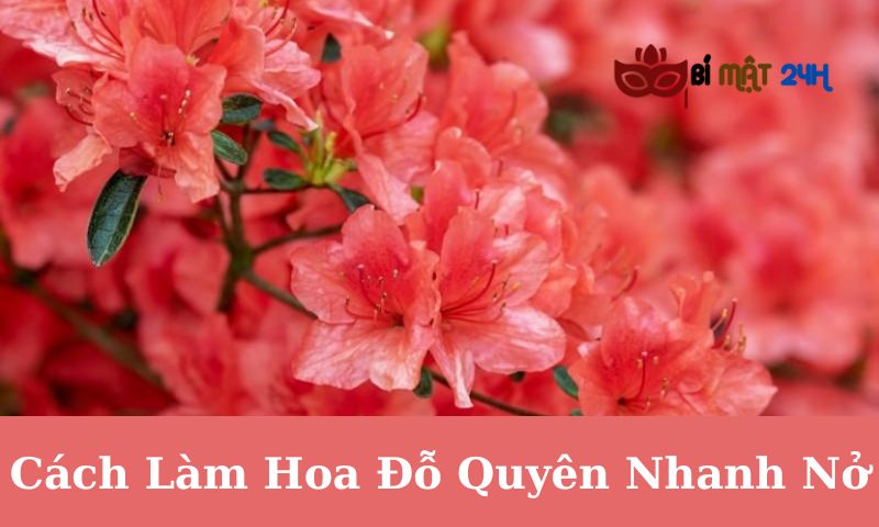 Cách Làm Hoa Đỗ Quyên Nhanh Nở