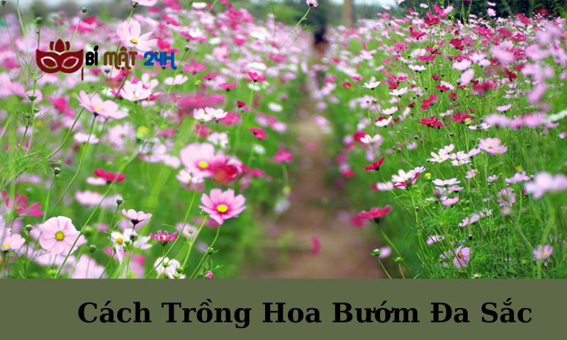 Cách Trồng Hoa Bướm Đa Sắc