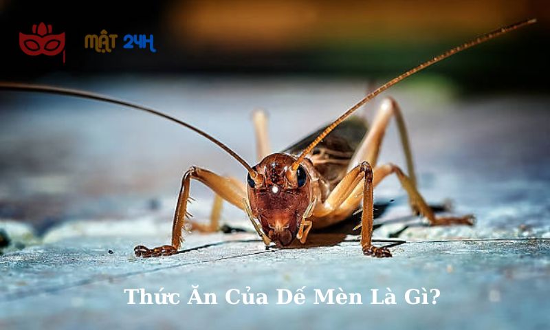 Thức Ăn Của Dế Mèn Là Gì?